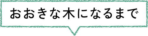 おおきな木になるまで